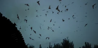 Рассказ о летучей мыши на французском языке Рассказ о летучей мыши на французском языке | Французский - легко!