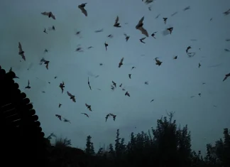 Рассказ о летучей мыши на французском языке Рассказ о летучей мыши на французском языке | Французский - легко!